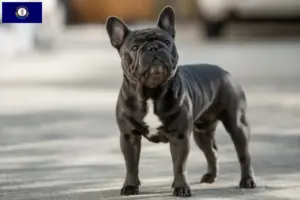 Read more about the article French Bulldog breeders and puppies in Kentucky