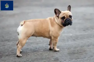 Read more about the article French Bulldog breeders and puppies in Maine