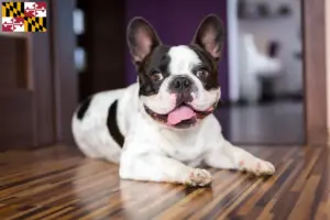 Read more about the article French Bulldog breeders and puppies in Maryland