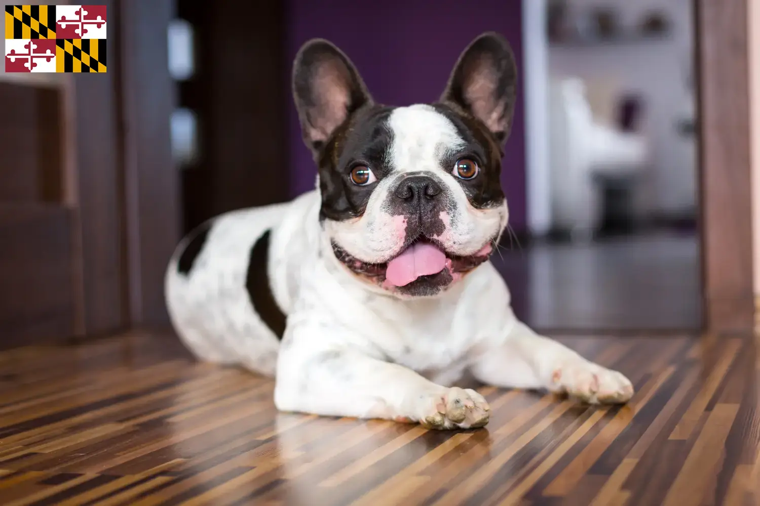 French Bulldog puppies and breeder Maryland Find French Bulldog breeders in Maryland here.