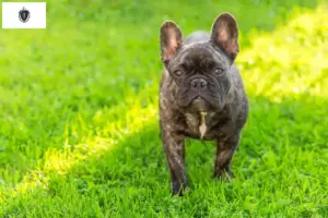 Read more about the article French Bulldog breeders and puppies in Massachusetts