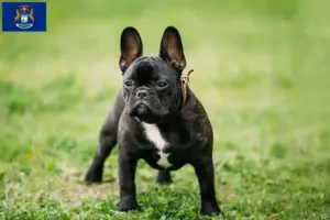 Read more about the article French Bulldog breeders and puppies in Michigan