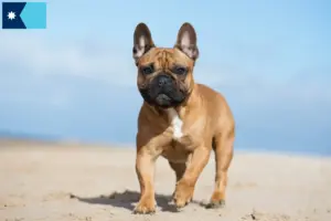 Read more about the article French Bulldog breeders and puppies in Minnesota