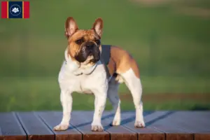 Read more about the article French Bulldog breeders and puppies in Mississippi
