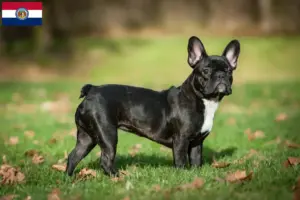Read more about the article French Bulldog breeders and puppies in Missouri