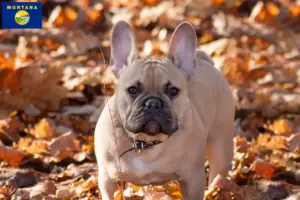 Read more about the article French Bulldog breeders and puppies in Montana