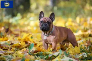 Read more about the article French Bulldog breeders and puppies in Nebraska