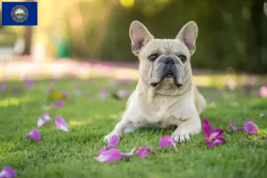 Read more about the article French Bulldog breeders and puppies in New Hampshire