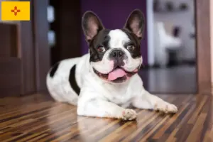 Read more about the article French Bulldog breeders and puppies in New Mexico