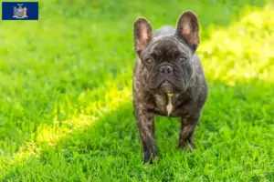 Read more about the article French Bulldog breeders and puppies in New York