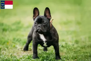Read more about the article French Bulldog breeders and puppies in North Carolina