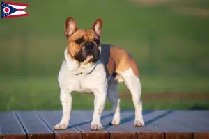 Read more about the article French Bulldog breeders and puppies in Ohio