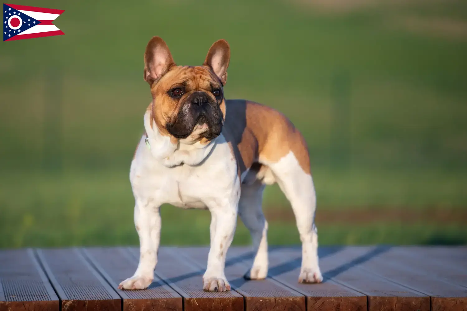 French Bulldog puppies and breeder Ohio Find French Bulldog breeders in Ohio here.