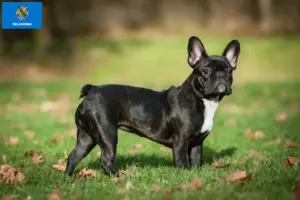 Read more about the article French Bulldog breeders and puppies in Oklahoma