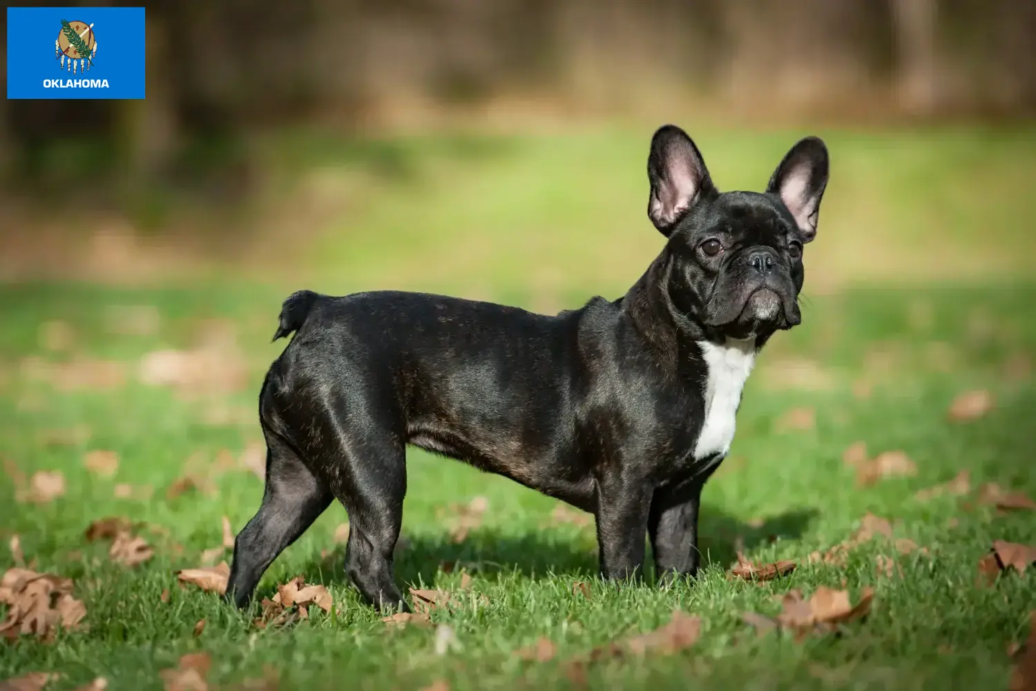 French Bulldog puppies and breeders Oklahoma Find French Bulldog breeders in Oklahoma here.