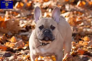 Read more about the article French Bulldog breeders and puppies in Oregon