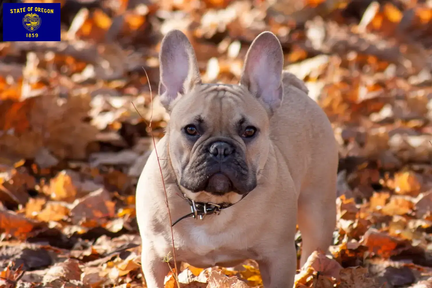 French Bulldog puppies and breeder Oregon Find French Bulldog breeders in Oregon here.