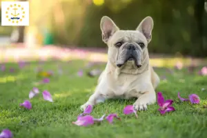 Read more about the article French Bulldog breeders and puppies in Rhode Island
