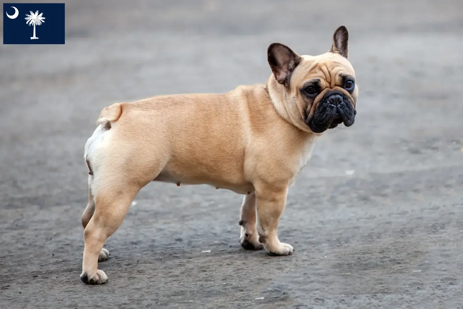 French Bulldog puppies and breeders South Carolina Find French Bulldog breeders in South Carolina.
