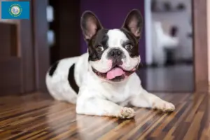 Read more about the article French Bulldog breeders and puppies in South Dakota