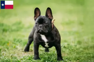 Read more about the article French Bulldog breeders and puppies in Texas