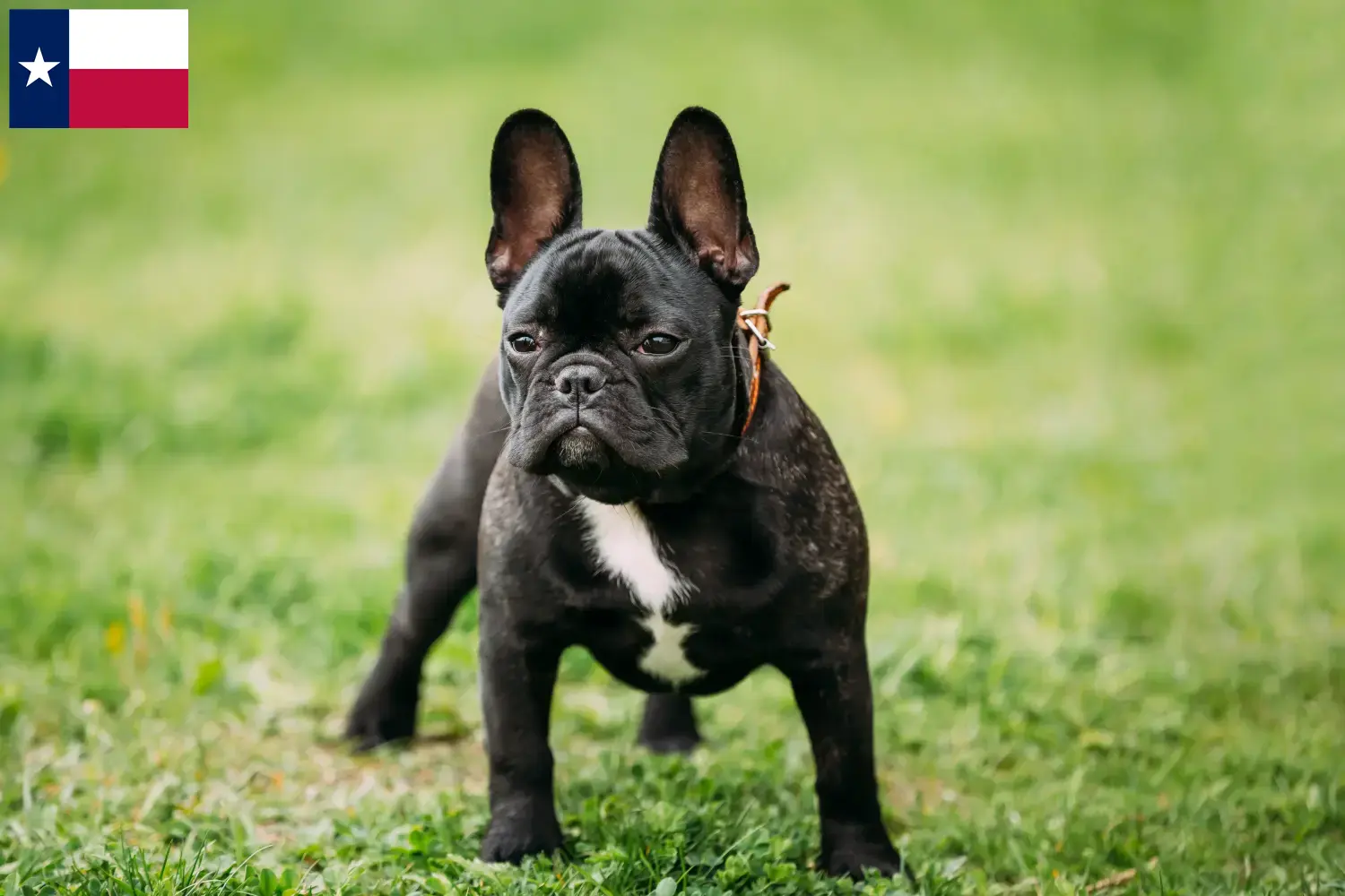 French Bulldog Puppies and Breeder Texas Find French Bulldog breeders in Texas here.