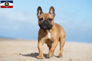 Read more about the article French Bulldog breeders and puppies in Utah