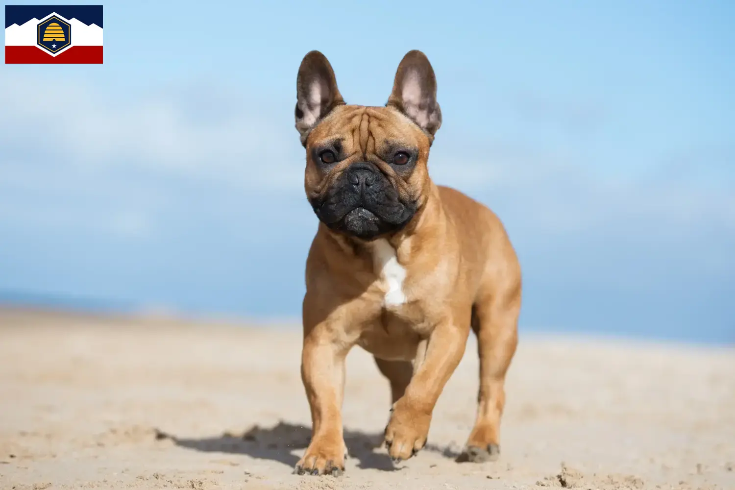 French Bulldog puppies and breeder Utah Find French Bulldog breeders in Utah here.