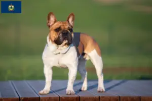 Read more about the article French Bulldog breeders and puppies in Vermont