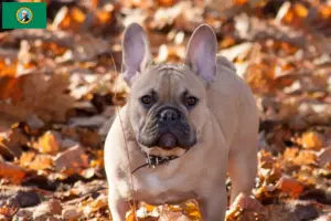 Read more about the article French Bulldog breeders and puppies in Washington
