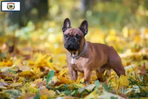 Read more about the article French Bulldog breeders and puppies in West Virginia