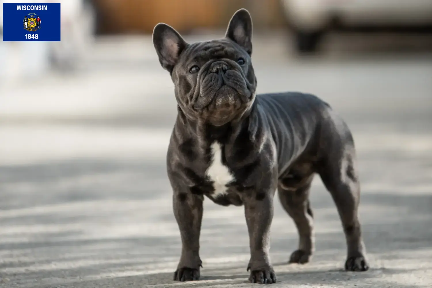 French Bulldog puppies and breeders Wisconsin Find French Bulldog breeders in Wisconsin here.