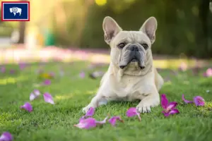 Read more about the article French Bulldog breeders and puppies in Wyoming
