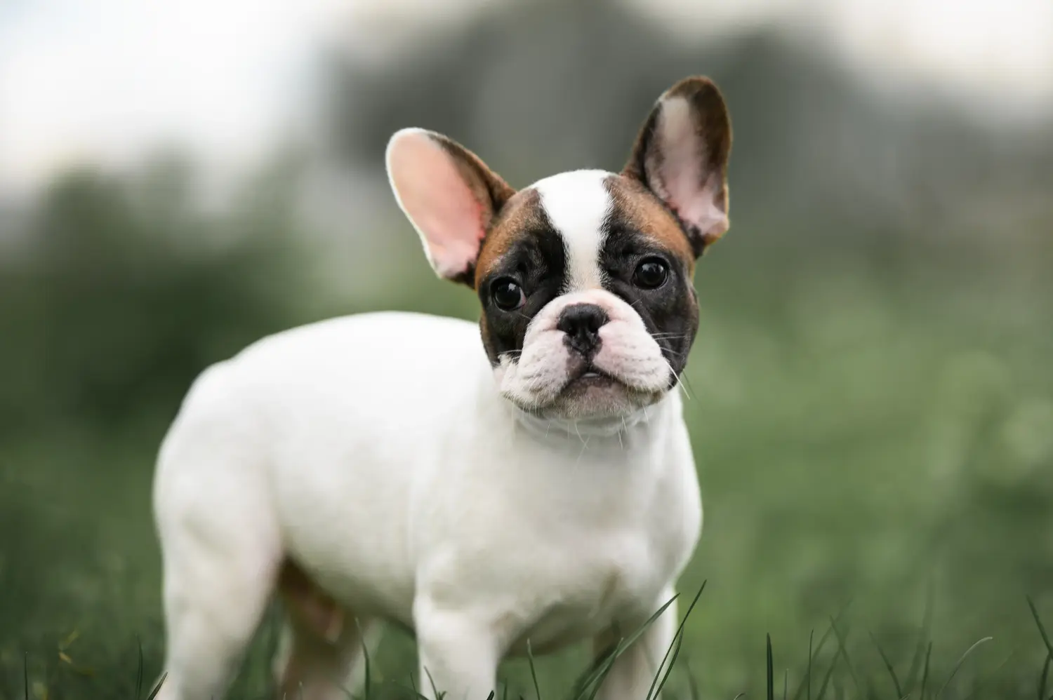 Buying a French Bulldog puppy means taking responsibility! Buy French Bulldog puppies.