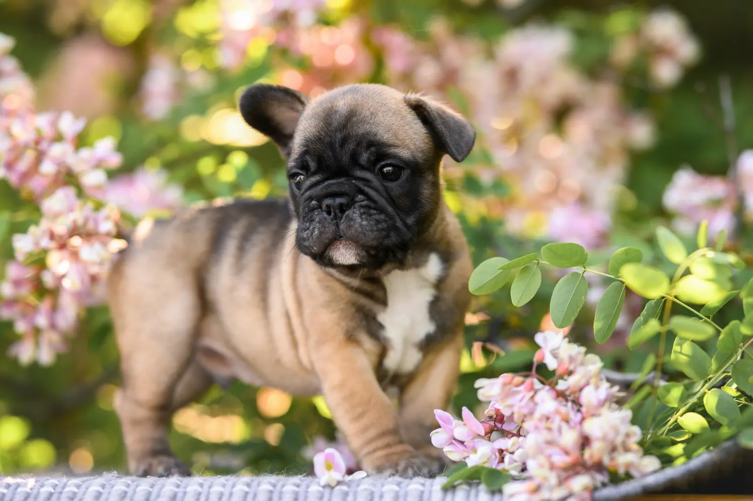 Buying a French Bulldog puppy means taking responsibility! Buy French Bulldog puppies.