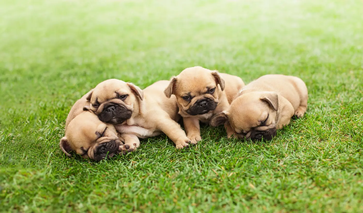 Buying a French Bulldog puppy means taking responsibility! Buy French Bulldog puppies.