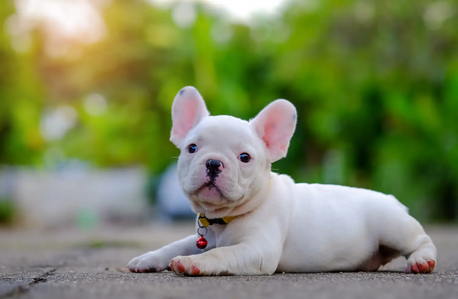 Buying a French Bulldog puppy means taking responsibility! Buy French Bulldog puppies.