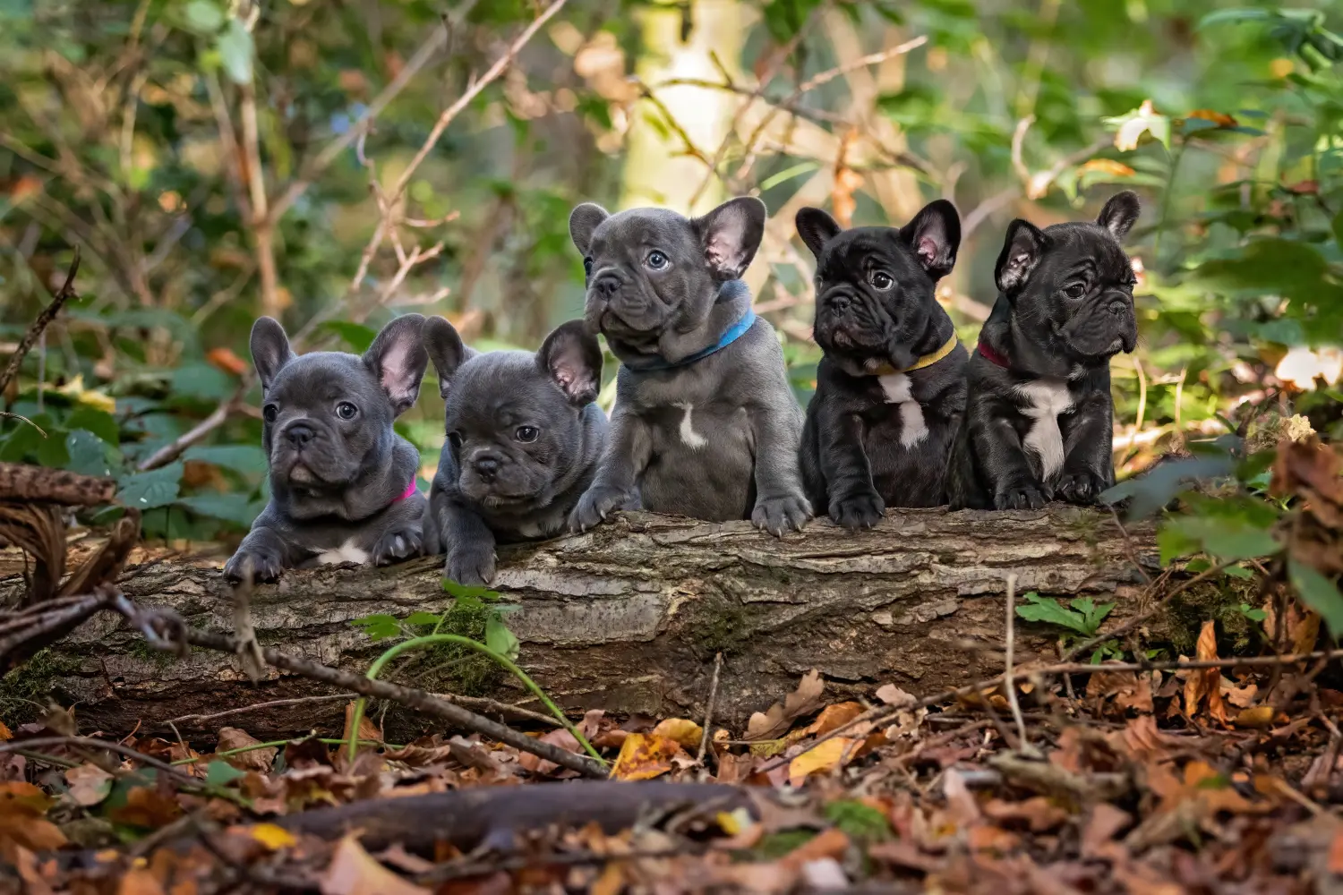 Buying a French Bulldog puppy means taking responsibility! Buy French Bulldog puppies.
