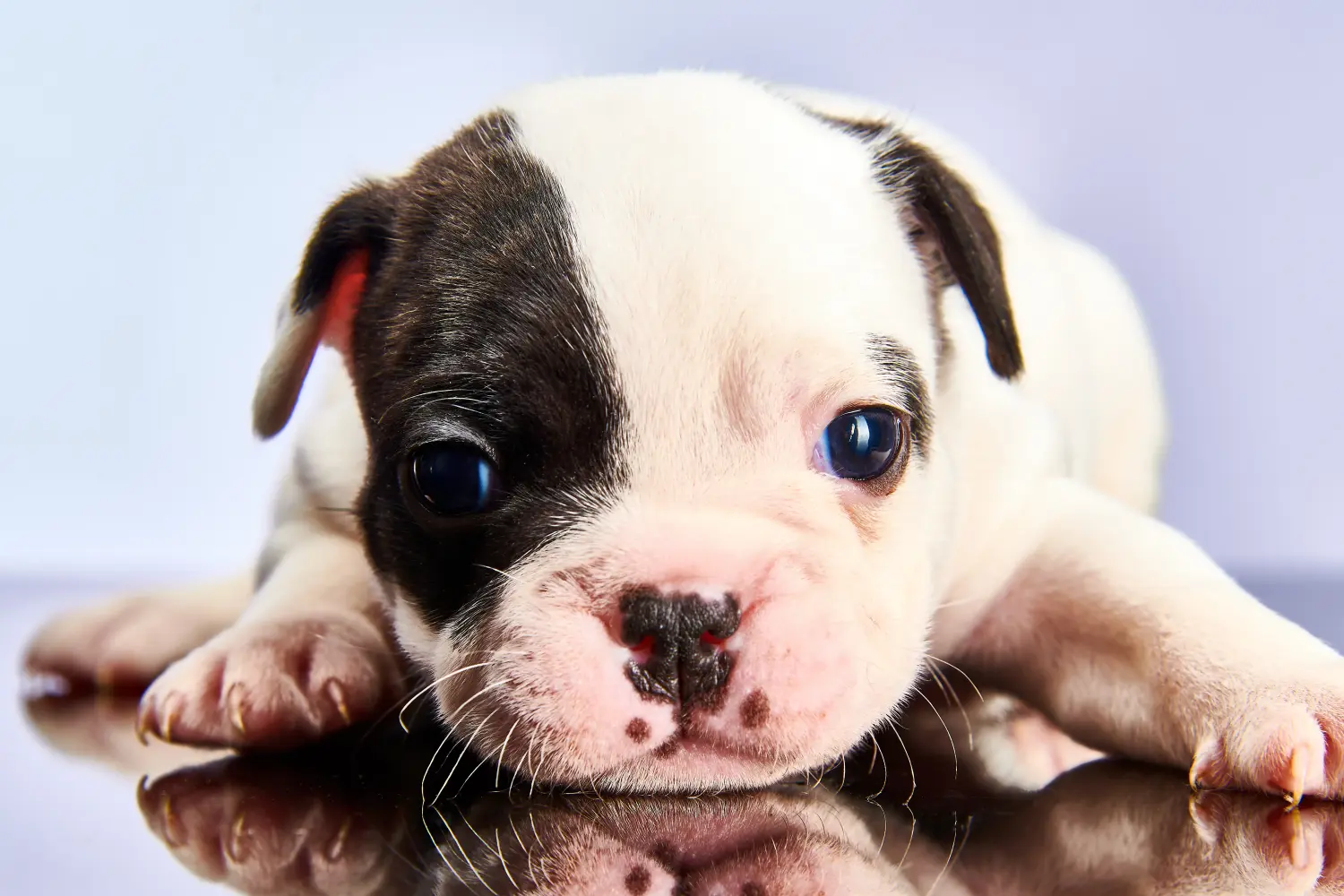 Buying a French Bulldog puppy means taking responsibility! Buy French Bulldog puppies.
