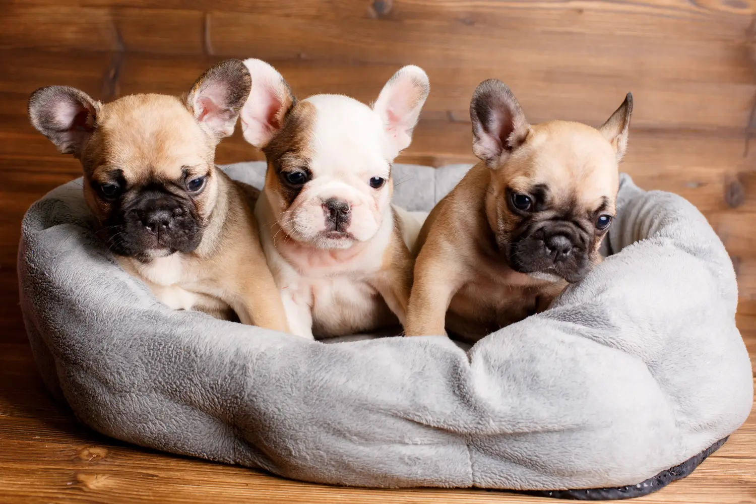 Buying a French Bulldog puppy means taking responsibility! Buy French Bulldog puppies.