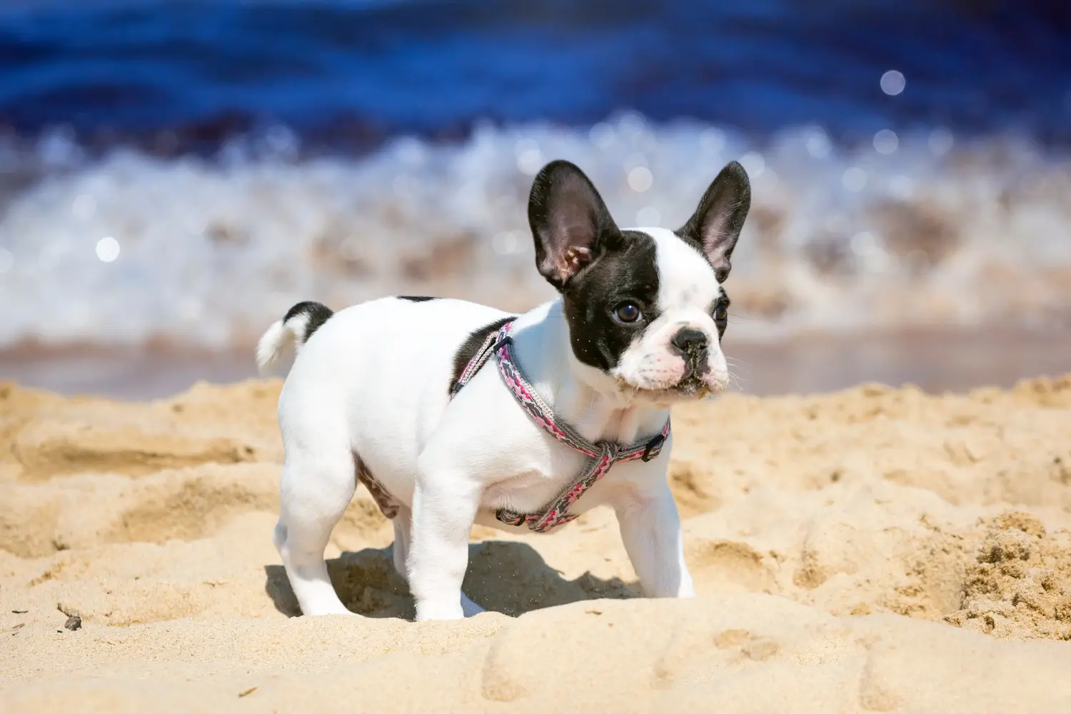 Buying a French Bulldog puppy means taking responsibility! Buy French Bulldog puppies.