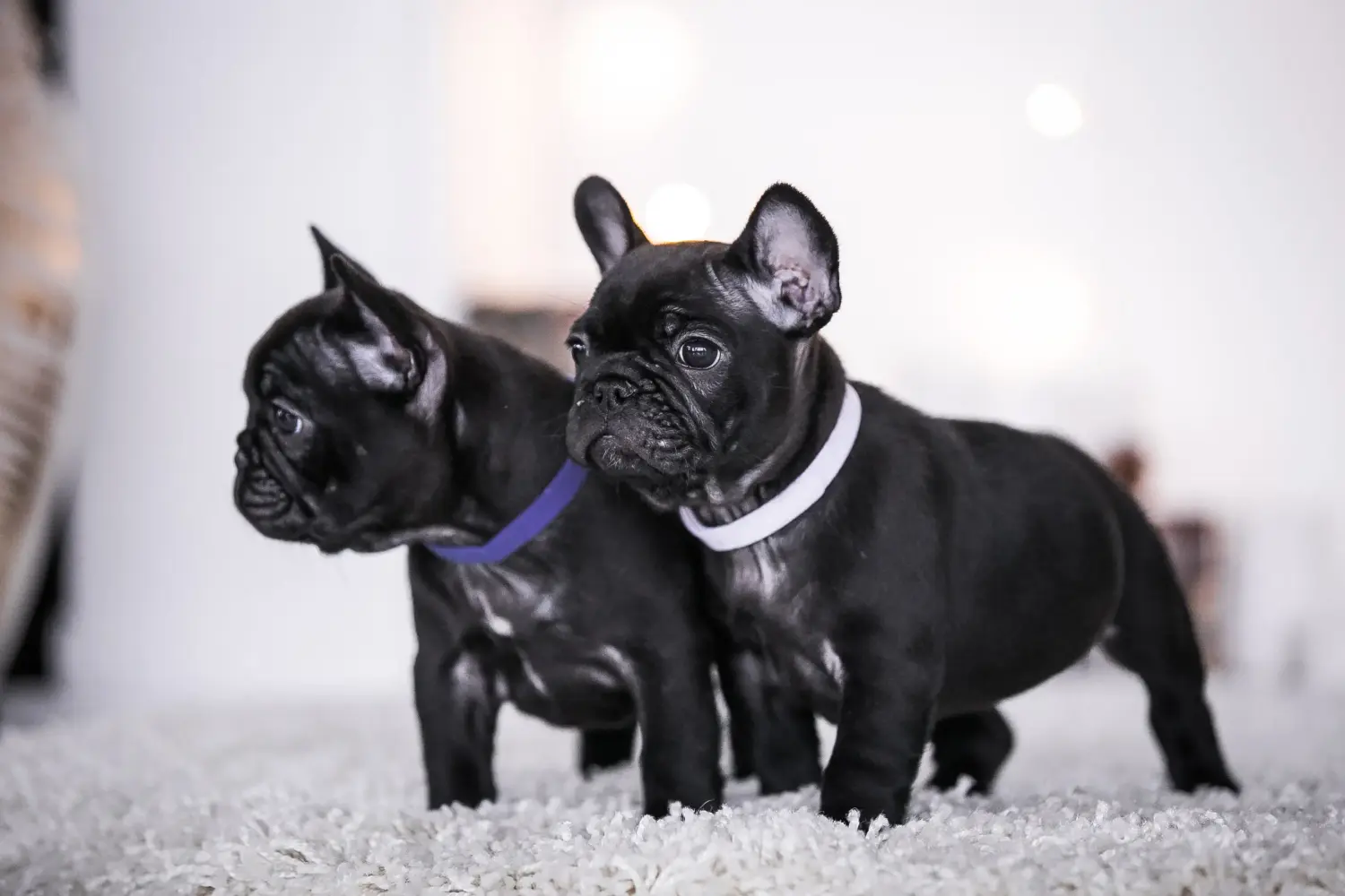 Buying a French Bulldog puppy means taking responsibility! Buy French Bulldog puppies.