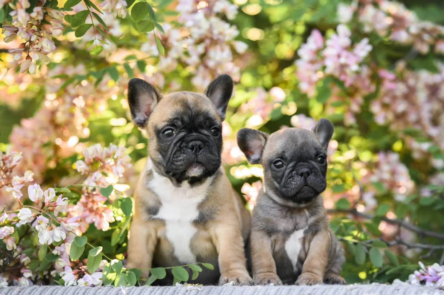 Buying a French Bulldog puppy means taking responsibility! Buy French Bulldog puppies.