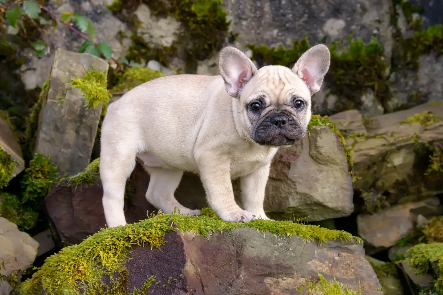 Buying a French Bulldog puppy means taking responsibility! Buy French Bulldog puppies.
