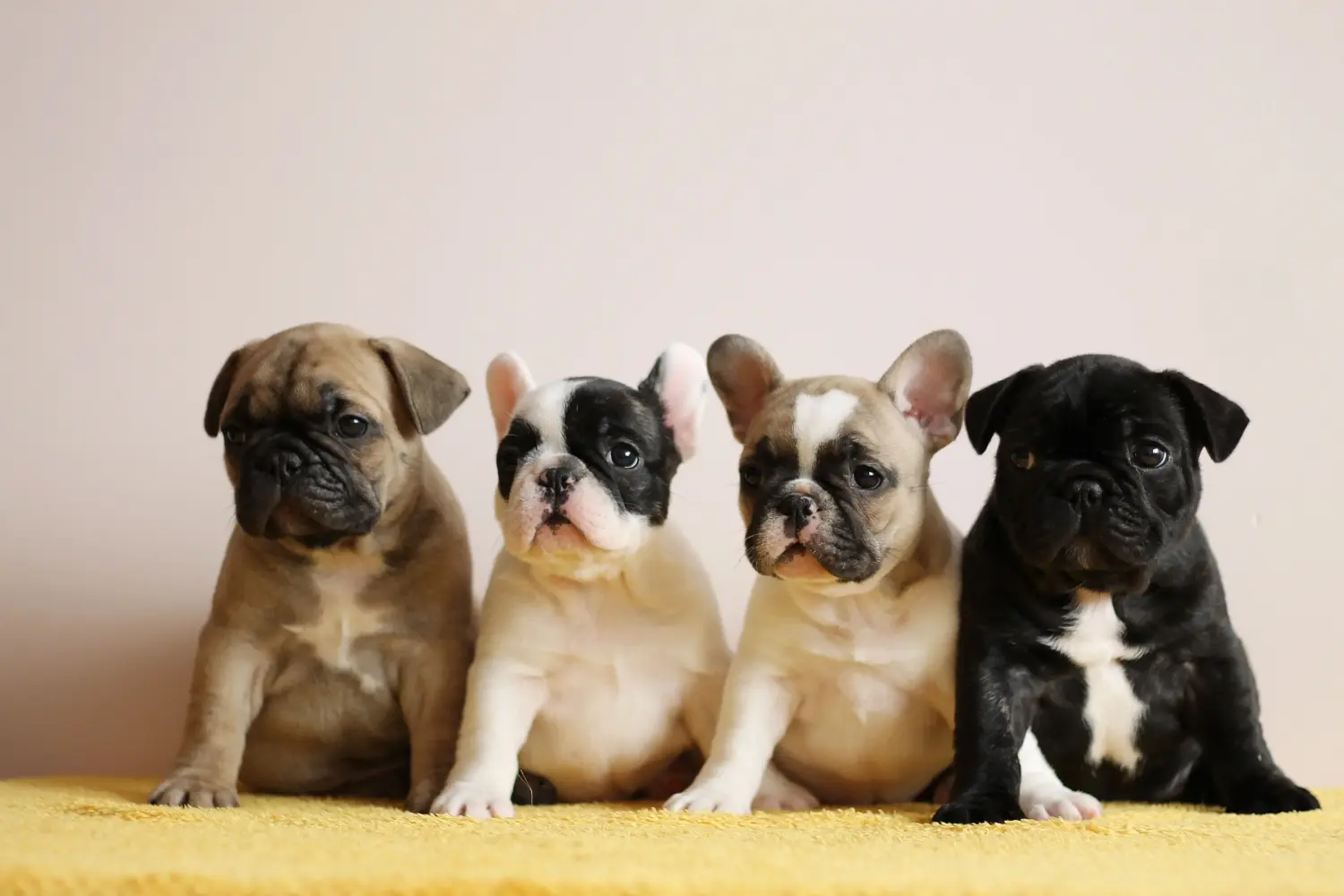 Buying a French Bulldog puppy means taking responsibility! Buy French Bulldog puppies.