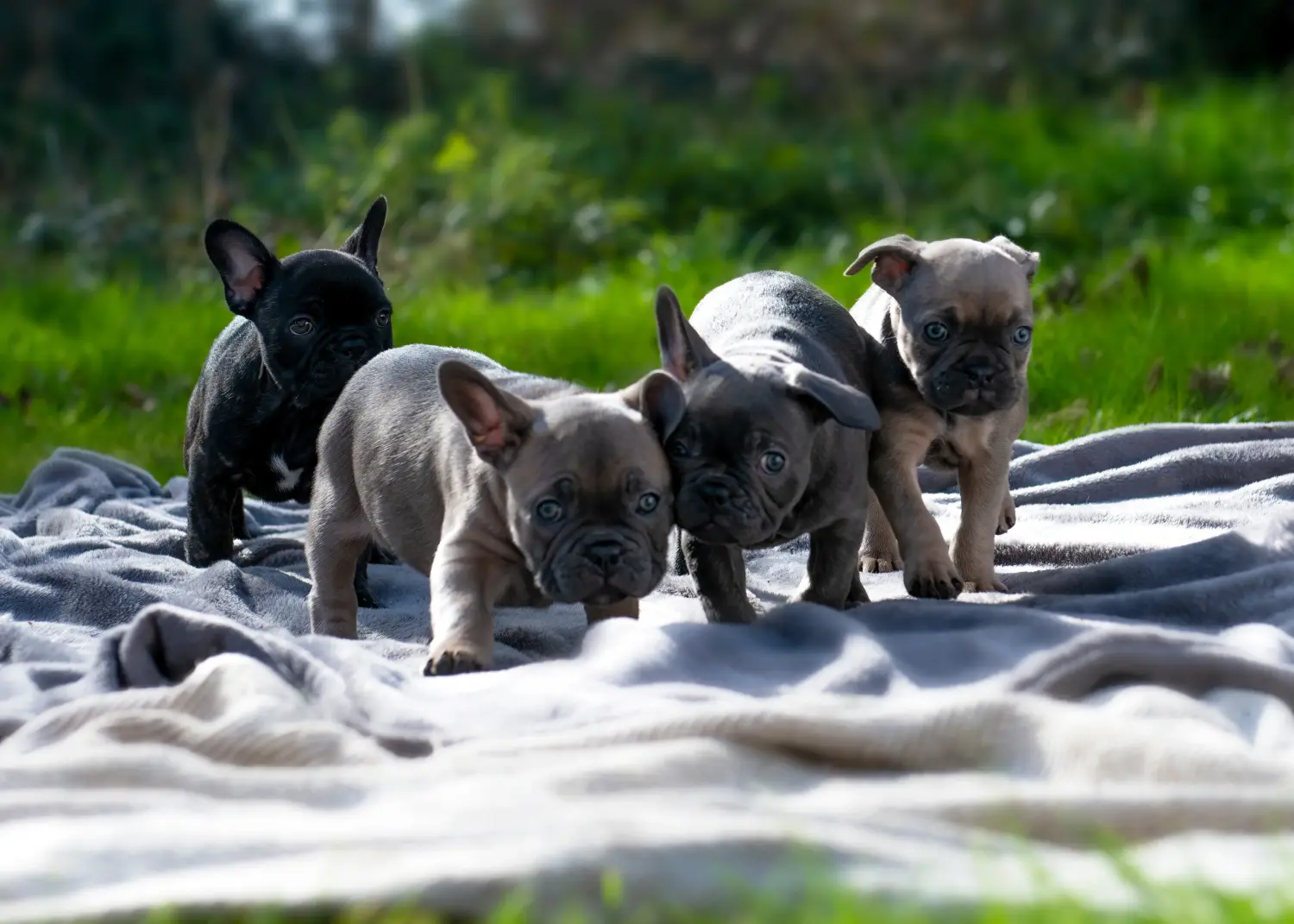 Buying a French Bulldog puppy means taking responsibility! Buy French Bulldog puppies.