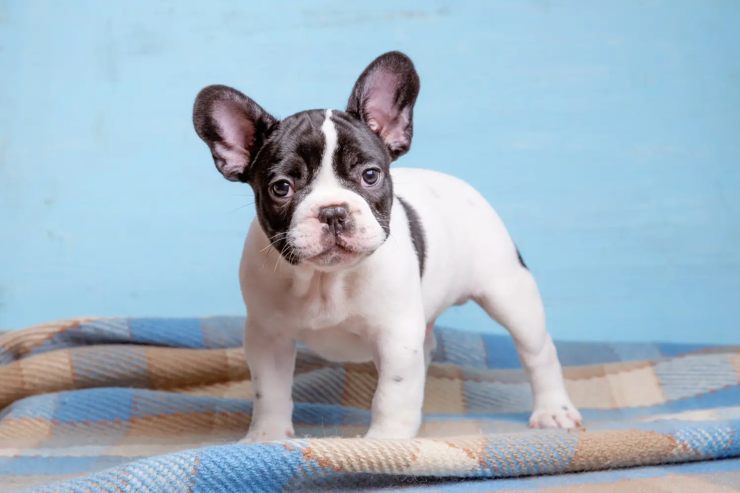 Buying a French Bulldog puppy means taking responsibility! Buy French Bulldog puppies.