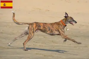 Read more about the article Galgo Espanol breeders and puppies in Spain