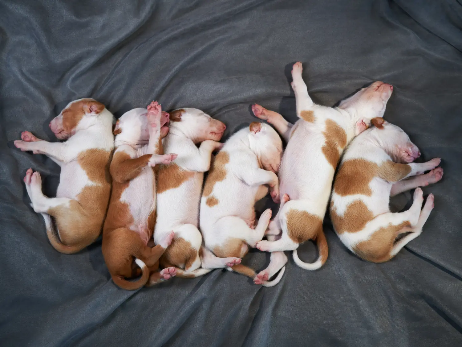 Buying a Galgo Espanol puppy means taking responsibility! Buy Galgo Espanol puppies.