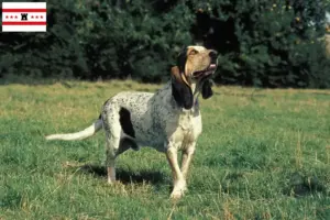 Read more about the article Gascon Saintongeois breeders and puppies in Drenthe